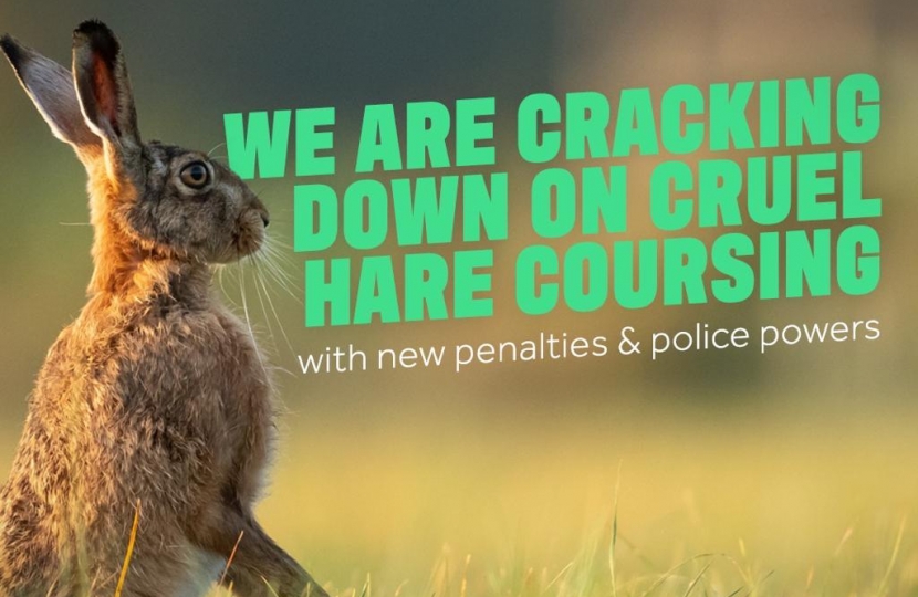 Hare coursing