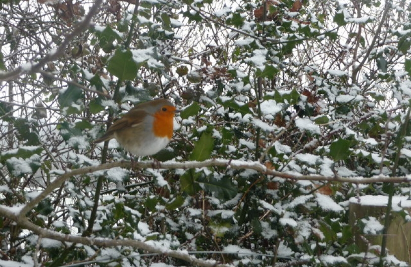 Robin in winter