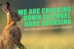 Hare coursing