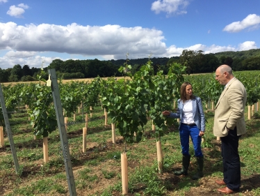 Visiting Chapel Down's vineyard in Boxley