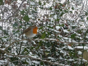 Robin in winter